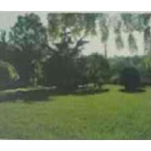 保水劑在城市綠化的應用